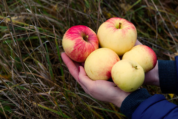 pretty woman holds apples in her hand. Fresh ecological apples collected in autumn the most useful...