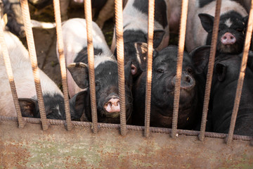Pigs family in pigsty, look into camera through gate. dirty and happy. Farm life