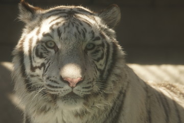 ホワイトタイガー