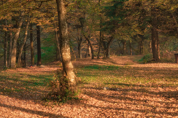 nature park in fall colors, autumn landscape in October