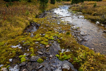 mousse dans un ruisseau en montagne