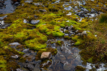 mousse sur de la pierre dans un ruisseau