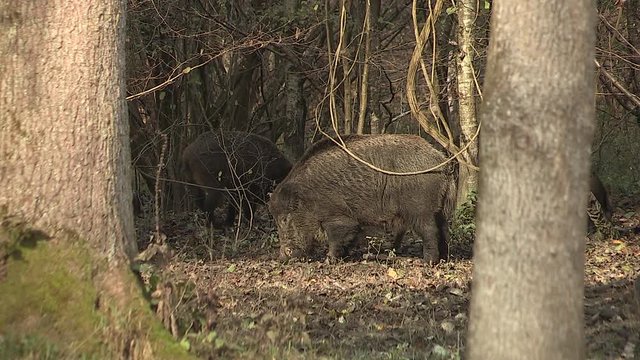 wwild pig in the woodland by Anthering, near by Salzburg, Austria, autumn