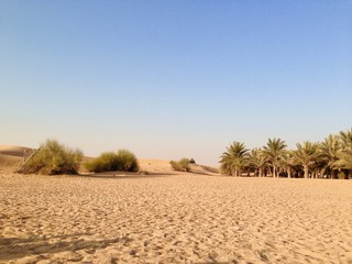 Palm trees in the desert just like an Oasis