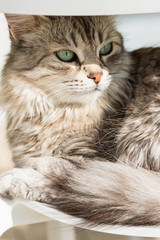 Adorable cat with long hair in relax, siberian purebred animal
