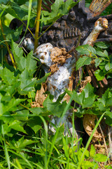 Colorful Jesus in autumn Nature from the old village Cemetery, Czech Republic