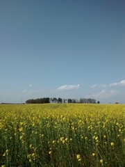 Obraz premium field of rapeseed . 