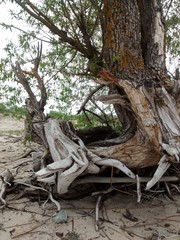roots of tree on the beach