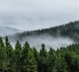 fog and mist rolling between the mountainous forest trees