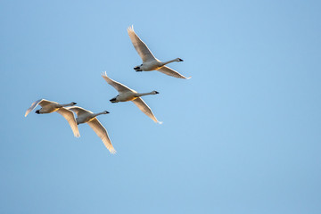 Swans in flight at Sunset