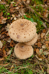 Tres setas Lepiota Procera en un bosque de Ourense. Galicia. España.