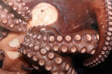 Frisch gekochter Oktopus