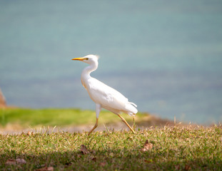 oiseau blanc à la course