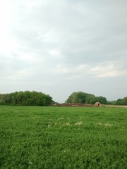 A field of with a barn in the background. Meadow in the summer.  © Ali