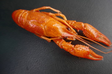 Boiled Eurpean crayfish (astacus) close-up, isolated on black background