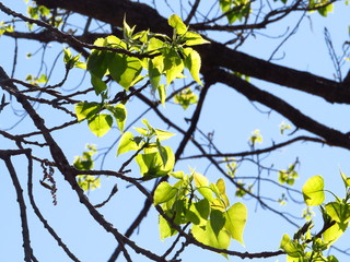 New spring leaves on a poplar tree with back lighting