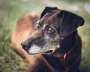 portrait of a dog