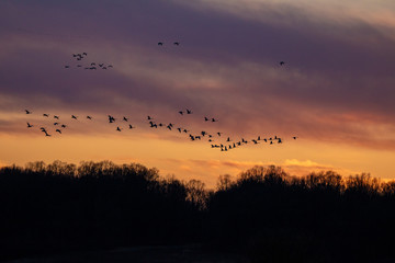 Snow Geese in flight at Sunset