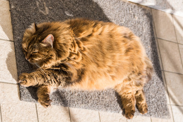 Adorable cat with long hair in relax, siberian purebred animal