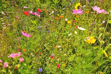 A beautiful cosmos flower field