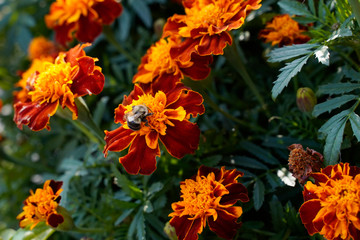 Bumblebee feeding on an orange Marigold flower.