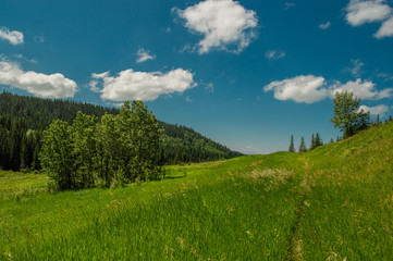 Cochrane meadow