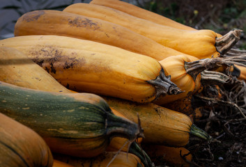 Group of pumpkins in field. Pumpkin Harvest. Pumpkin Stalks