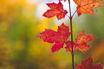 Fototapeta premium red leaves in autumn