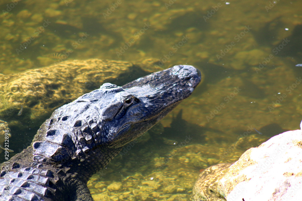 Canvas Prints an american alligator in the water