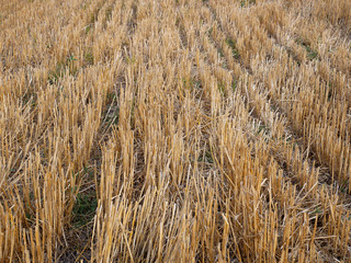 Fototapeta premium Wheat stubble after harvest
