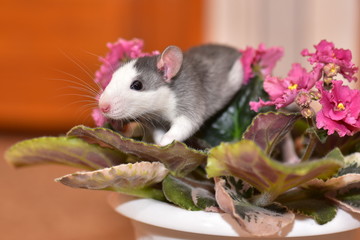 A grey, spotted house rat among the flowers of the African Violet, Saintpaulia