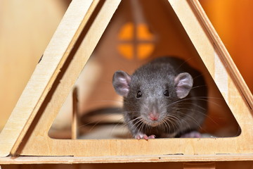 Obraz premium Black house rat breed Dumbo funny in the house