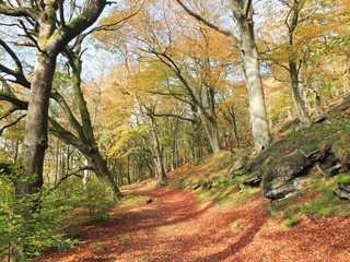 sunlit footpath in autumn woodland with orange and golden leaves against a bright blue sky