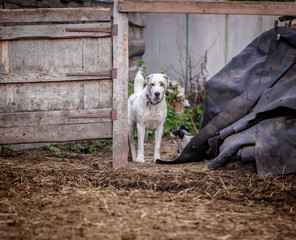 Obraz premium Beautiful Central Asian Shepherd Dogs Walk in the Yard