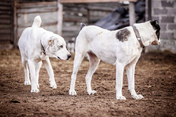 Beautiful Central Asian Shepherd Dogs Walk in the Yard