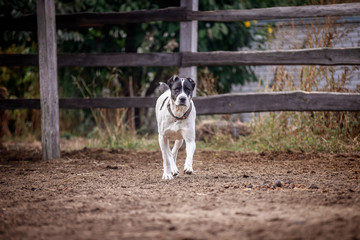 Beautiful Central Asian Shepherd Dogs Walk in the Yard