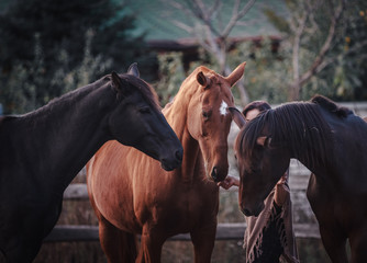 Three horses surrounded the girl