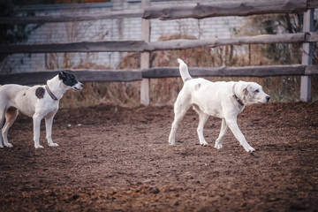 Beautiful Central Asian Shepherd Dogs Walk in the Yard