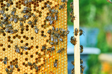 Fototapeta Close up view of the working bees on the honeycomb with sweet honey. Honey is beekeeping healthy produce. obraz