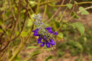 Purple flowers
