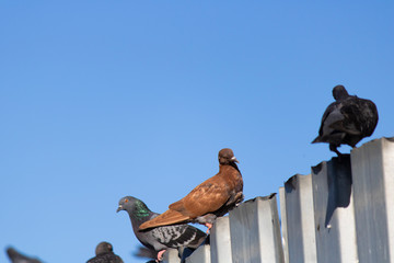 Brown dove and black doves around it. They're on metal sheet.