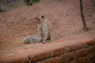 Gray langur family, the type of monkeys sitting on the stone.