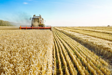 Fototapeta premium Combine harvester harvests ripe wheat. Ripe ears of gold field on the sunset cloudy orange sky background. . Concept of a rich harvest. Agriculture image