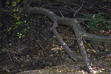 Fallen Tree
