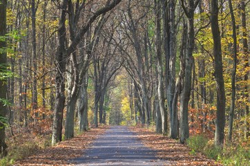 Beautiful autumn landscape. Asphalt road in the forest among colorful trees.