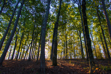 Fototapeta na wymiar Backlit Arkansas trees