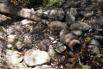 Water through a Fallen Log