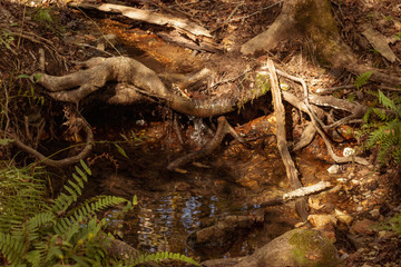 Water over the roots