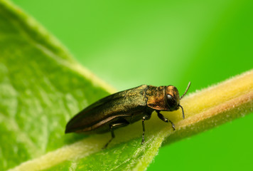 Agrilus jewel beetle on leaf photographed with high magnification