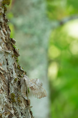 Obraz premium Poplar hawk-moth, Laothoe populi on tree trunk